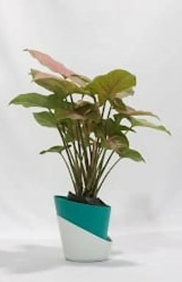 Pink_Syngonium_ATs