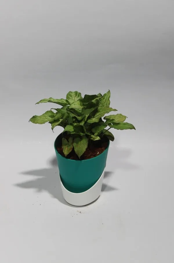 Pink_Syngonium_ATs