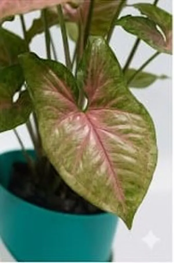 Pink_Syngonium_ATs