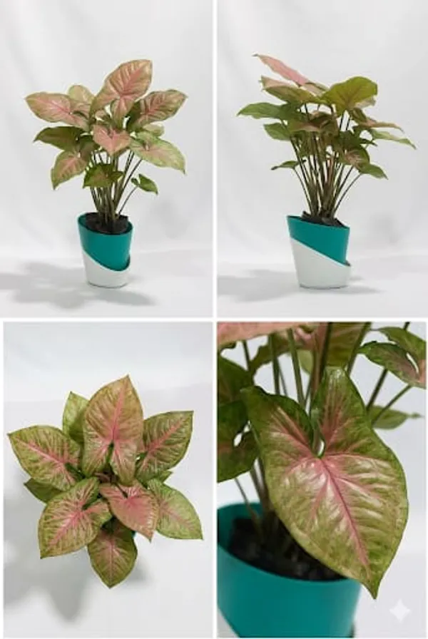 Pink_Syngonium_ATs