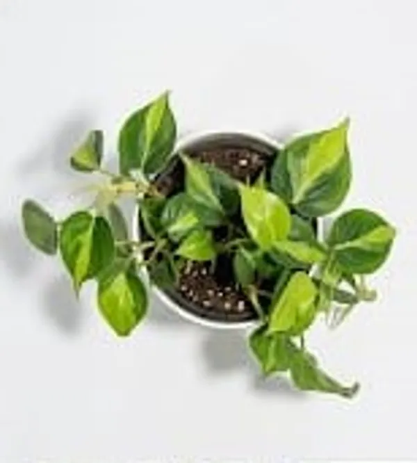 Variegated_Oxycardium_IBs