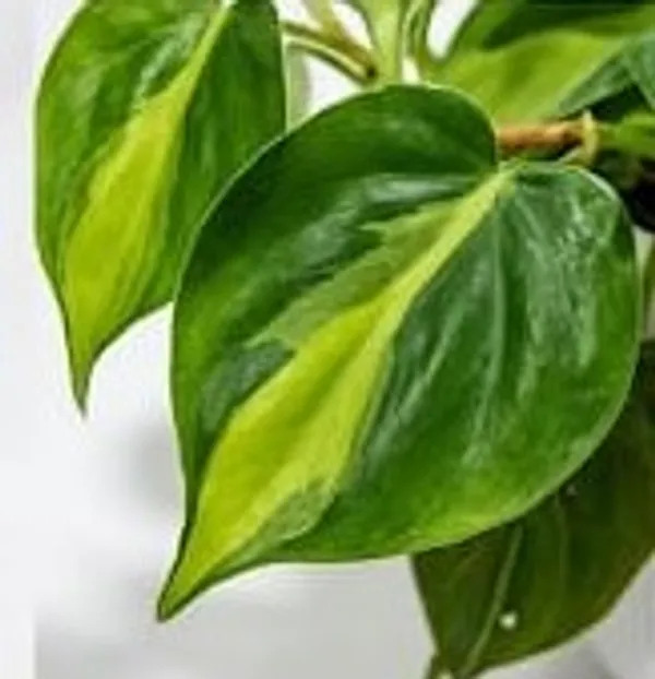 Variegated_Oxycardium_IBs