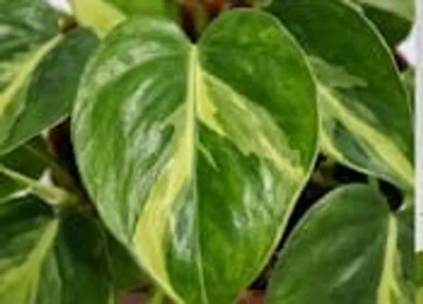 Money_Plant_YDs