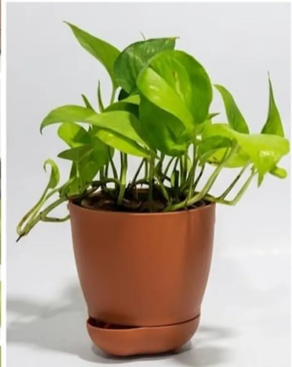 Money_Plant_YDs
