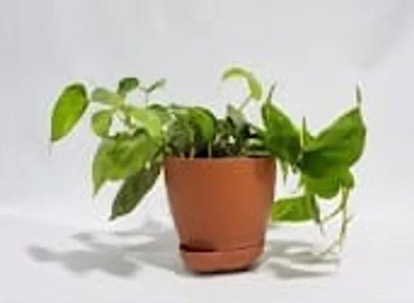 Money_Plant_YDs