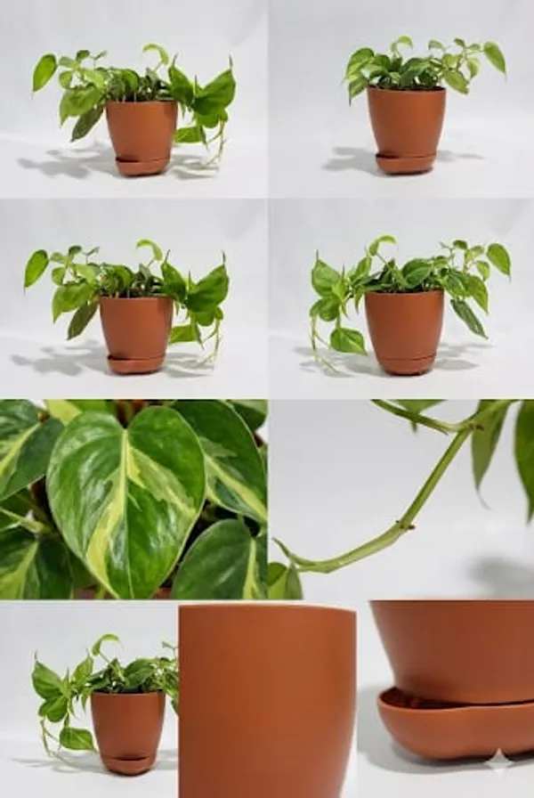 Money_Plant_YDs