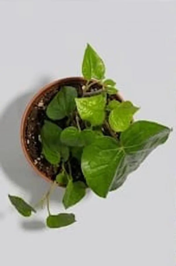 Betel_Leaf_YDs
