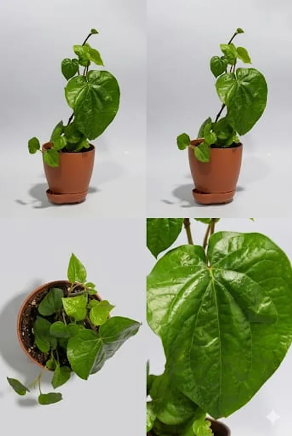 Betel_Leaf_YDs