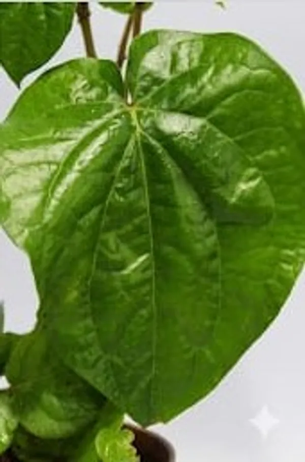Betel_Leaf_YDs