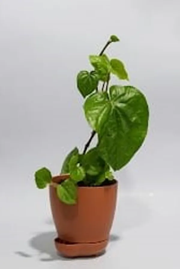 Betel_Leaf_YDs