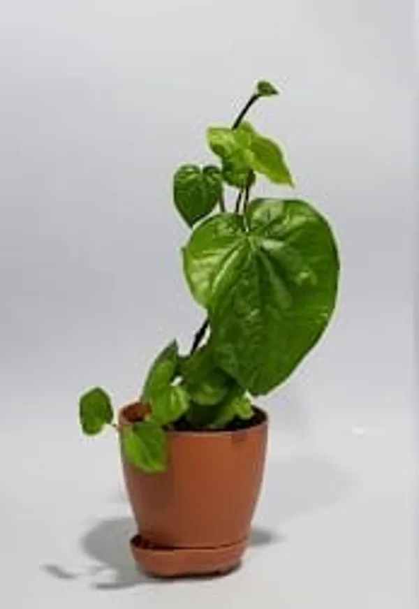 Betel_Leaf_YDs