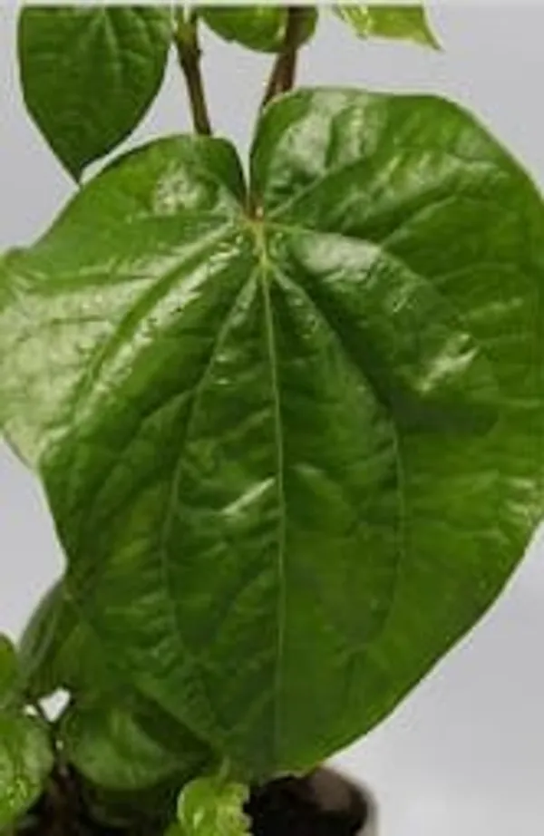 Betel_Leaf_IBs