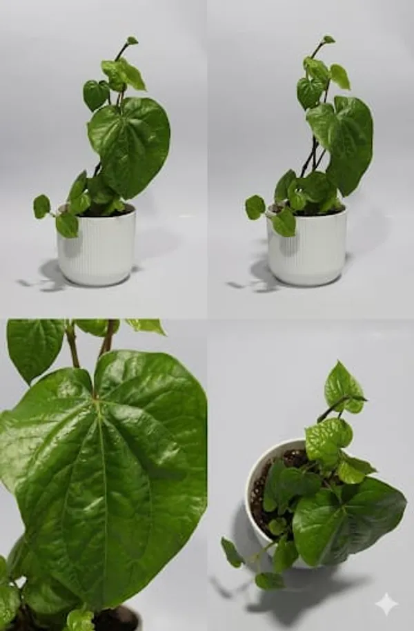 Betel_Leaf_IBs