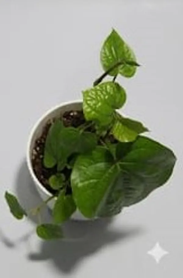 Betel_Leaf_IBs