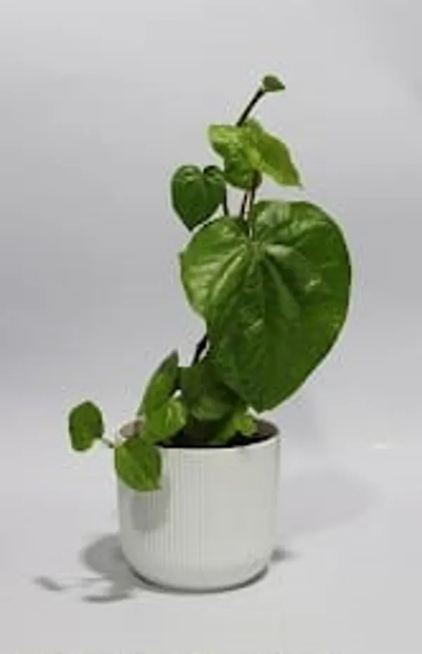 Betel_Leaf_IBs