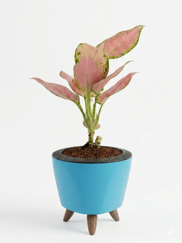 Aglaonema_Pink_LGs