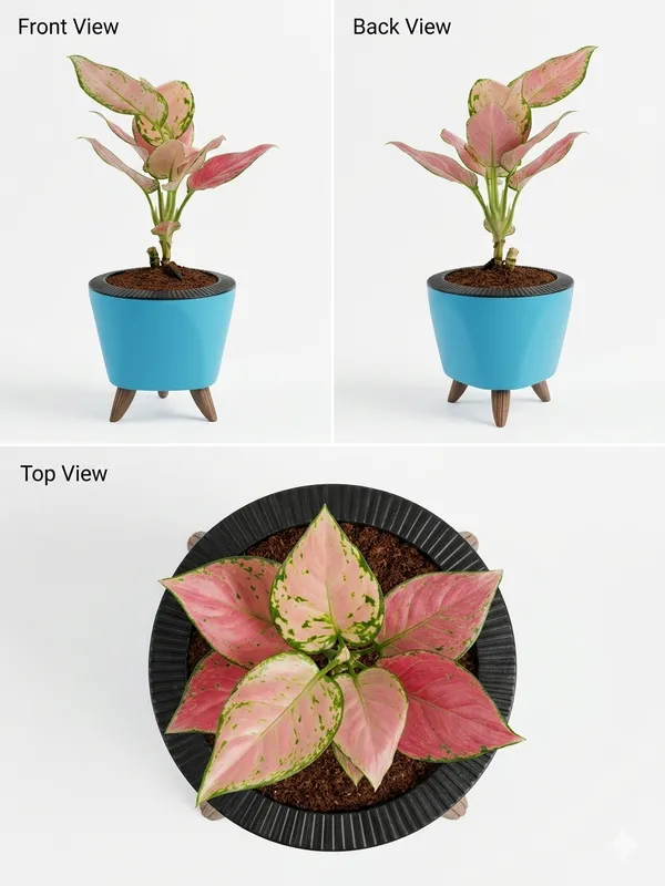 Aglaonema_Pink_LGs