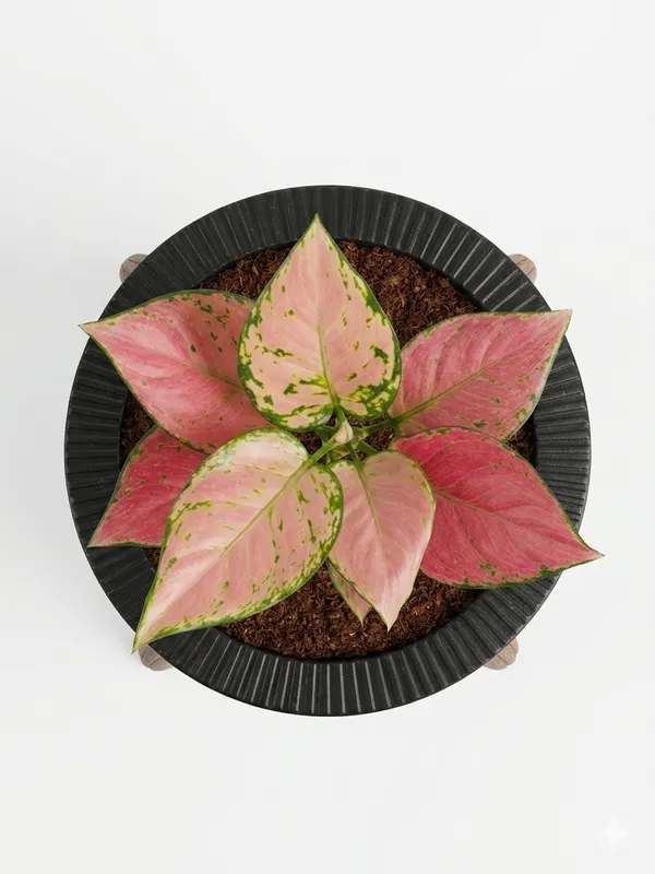 Aglaonema_Pink_LGs