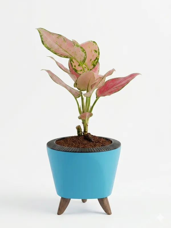 Aglaonema_Pink_LGs
