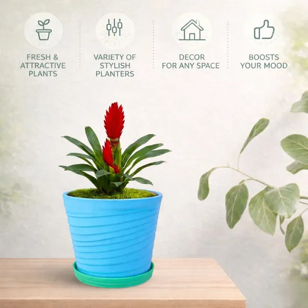 Blue_Plastic_Premium_Planter_For_Home,_Garden_And_Balcony