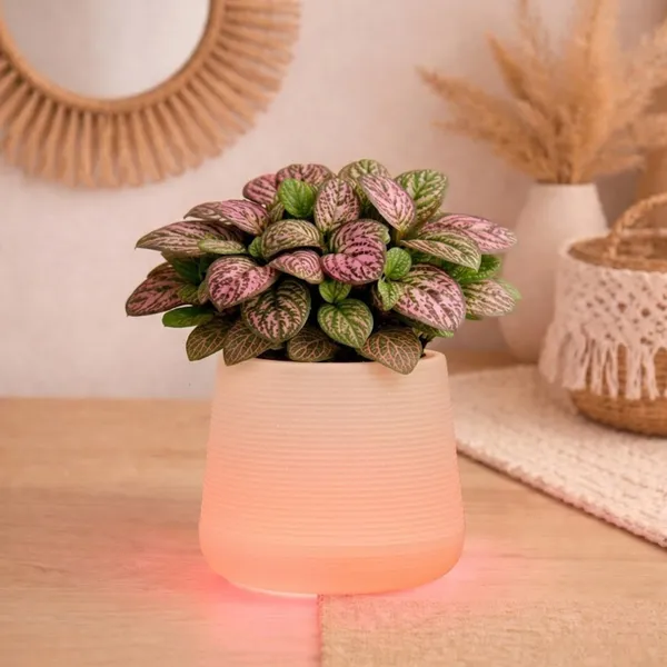 Orange_Plastic_Premium_Led_Planter_For_Gifting,_Table_Top_And_Bedroom