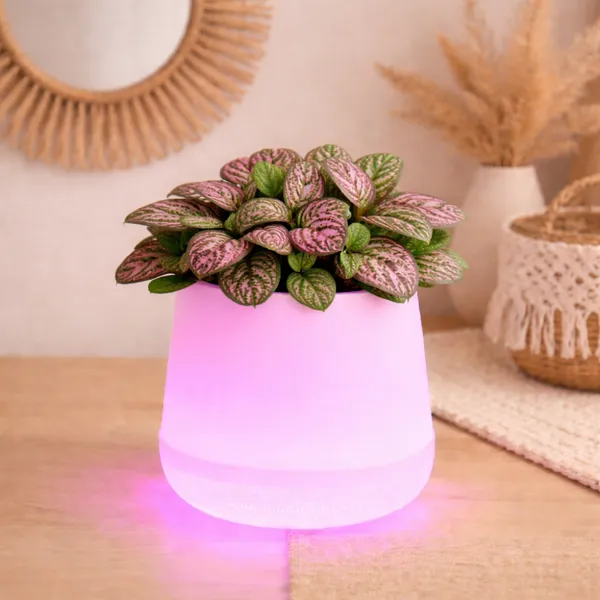 Pink_Led_Planter_For_Gifting,_Table_Top_And_Bedroom