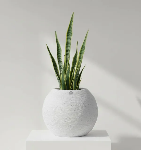 White_Plastic_Premium_Planter_For_Indoor_And_Outdoor_Gardening