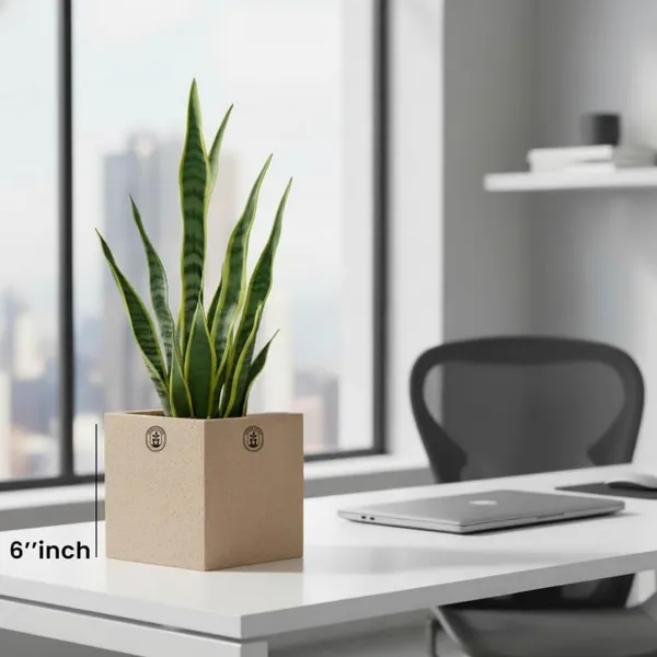 Beige_Plastic_Premium_Planter_For_Contemporary_Indoor_Decor