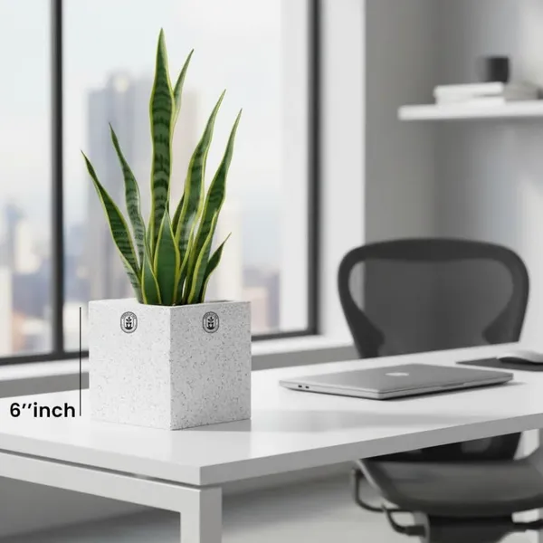 White_Plastic_Premium_Planter_For_Minimalist_Office_Decor