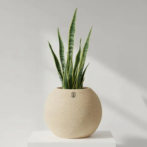 Beige_Plastic_Premium_Planter_For_Traditional_Home_Decor