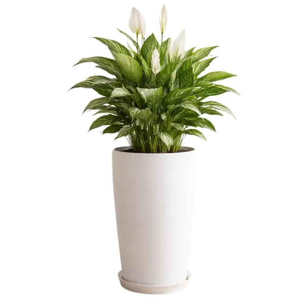 White_Plastic_Premium_Planter_For_General_Planting
