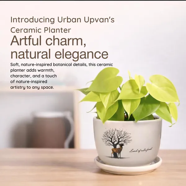 White_Ceramic_Premium_Planter_For_Premium_Indoor_Gifting