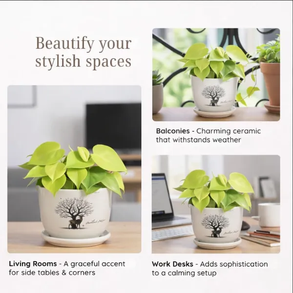 White_Ceramic_Premium_Planter_For_Premium_Indoor_Gifting