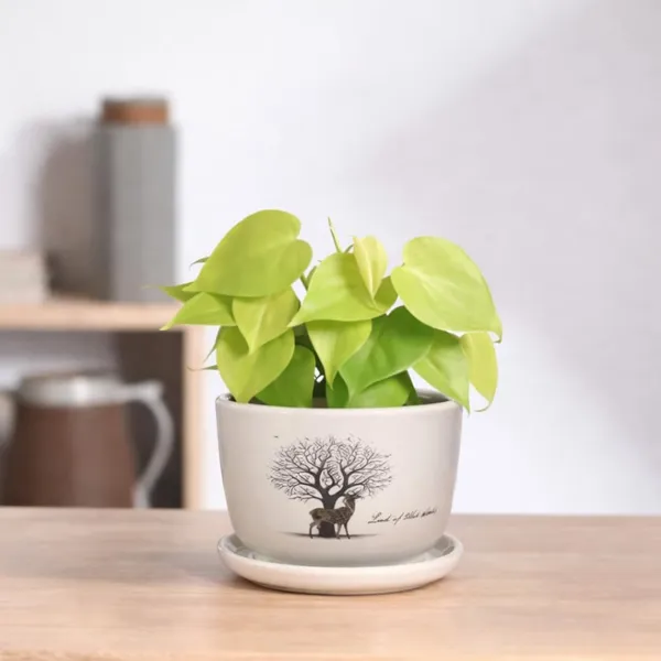 White_Ceramic_Premium_Planter_For_Premium_Indoor_Gifting
