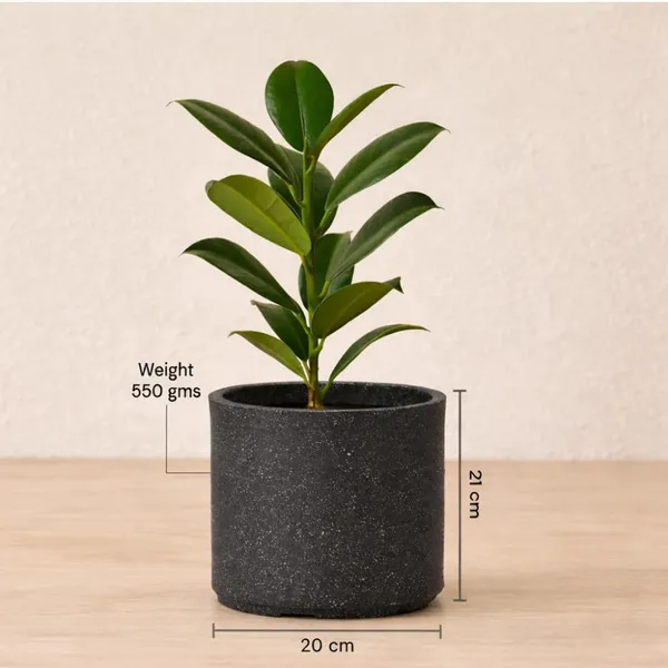Black_Plastic_Premium_Tower_Planter_For_Tall_Architectural_Plants