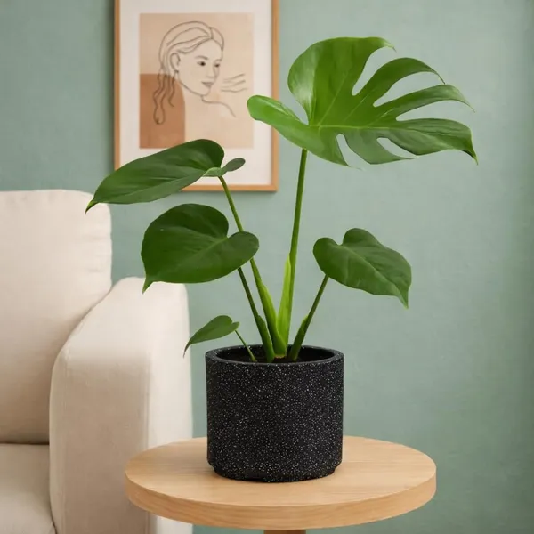 Black_Plastic_Premium_Tower_Planter_For_Tall_Architectural_Plants