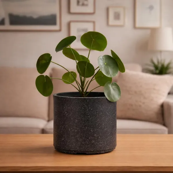 Black_Plastic_Premium_Tower_Planter_For_Tall_Architectural_Plants