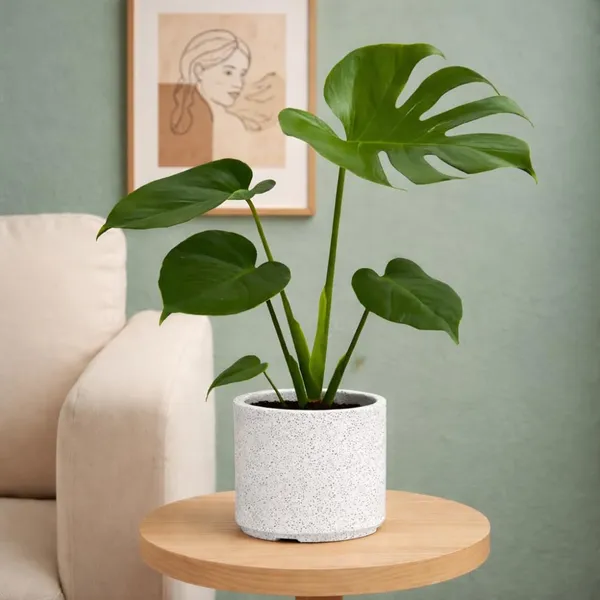 White_Plastic_Premium_Tower_Planter_For_Decorative_Tall_Planting