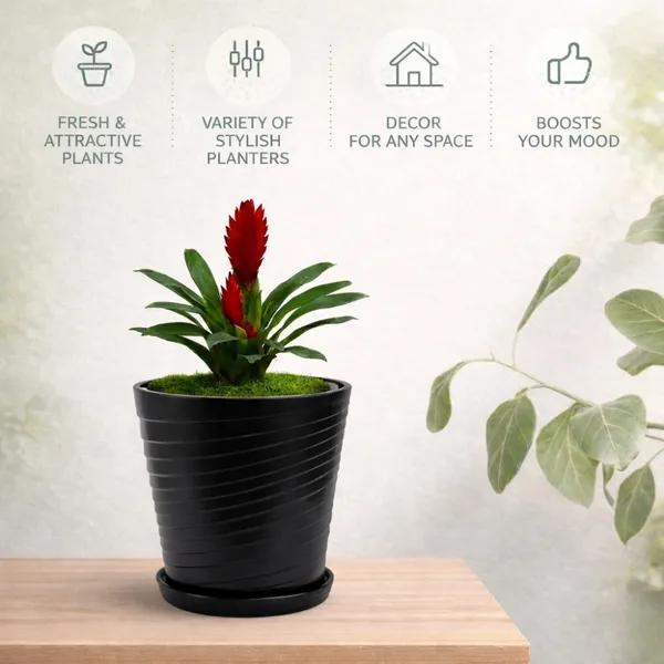 Black_Plastic_Premium_Planter_For_Home,_Garden_And_Balcony