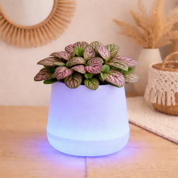 Blue_Plastic_Premium_Led_Planter_For_Gifting,_Table_Top_And_Bedroom