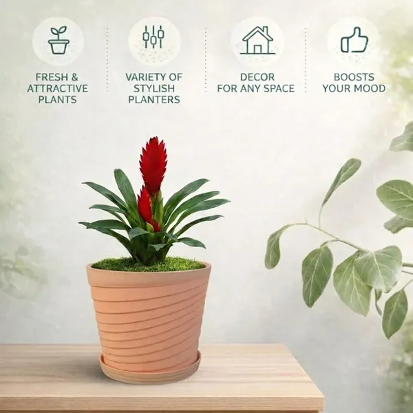 Beige_Plastic_Premium_Planter_For_Home,_Garden_And_Balcony