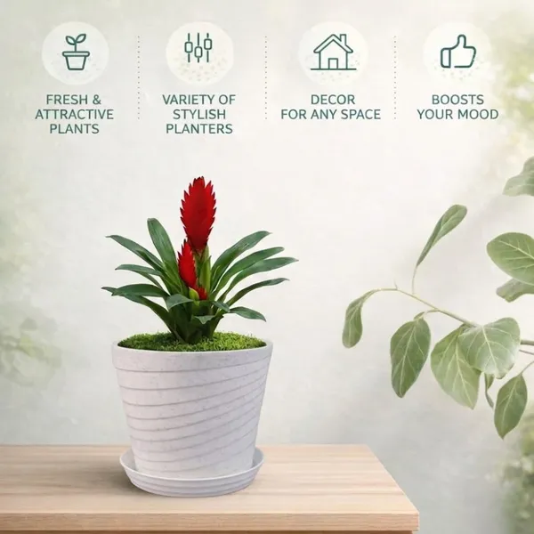 White_Plastic_Premium_Planter_For_Home,_Garden_And_Balcony