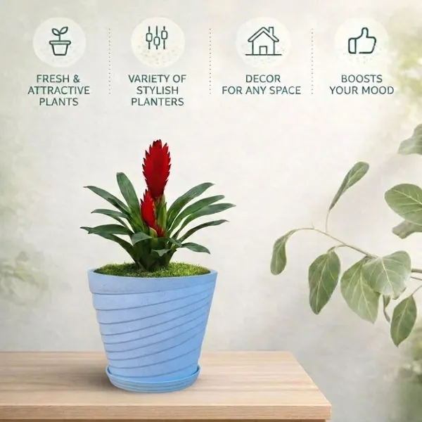 Cyan_Plastic_Premium_Planter_For_Home,_Garden_And_Balcony