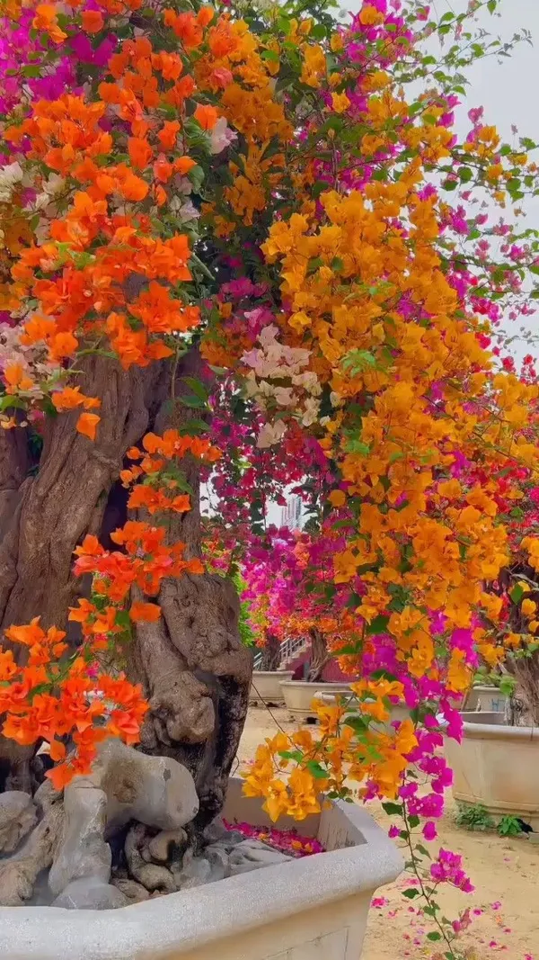 Multicolour_Bougainvillea_Live_Plant_|_Beautiful_Flowering_Garden_Plant
