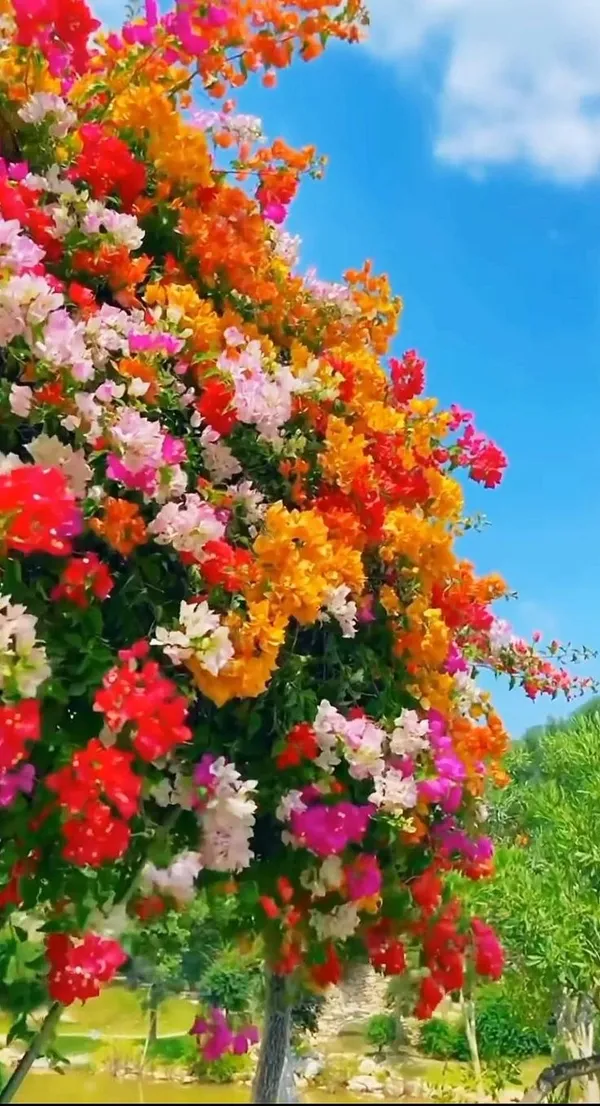 Multicolour_Bougainvillea_Live_Plant_|_Beautiful_Flowering_Garden_Plant