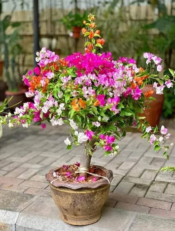 Multicolour_Bougainvillea_Live_Plant_|_Beautiful_Flowering_Garden_Plant