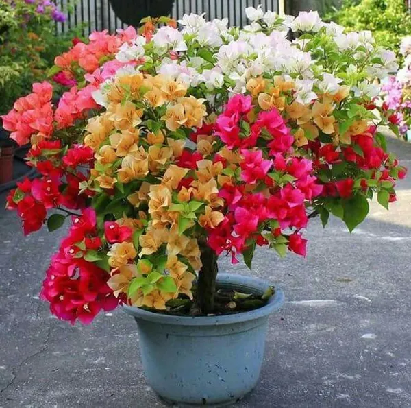 Multicolour_Bougainvillea_Live_Plant_|_Beautiful_Flowering_Garden_Plant