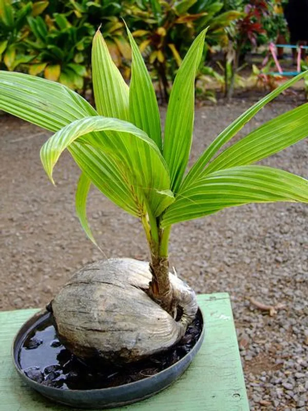Thai_Short_Height_Coconut_Plant_–_Live_Dwarf_Variety_For_Home_Garden_&_Farm_(1.5-2_Ft_Height)_Pack_Of_1