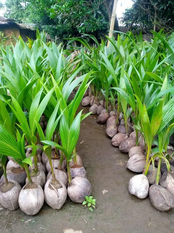 Thai_Short_Height_Coconut_Plant_–_Live_Dwarf_Variety_For_Home_Garden_&_Farm_(1.5-2_Ft_Height)_Pack_Of_1