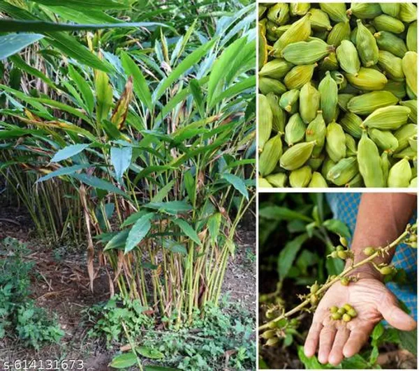 Bong_Nursery_Original_Elaichi_Plant_Cardamom_Plant_Pack_Of_1